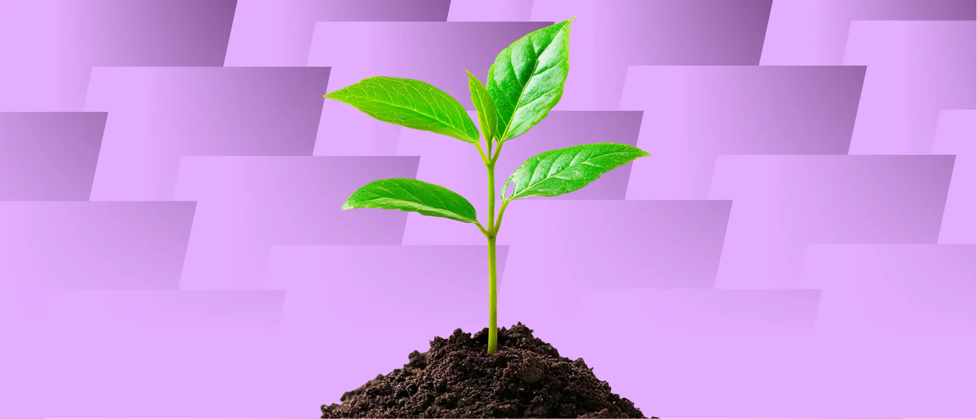 You're Not Ready for a Head of Growth: Run This Founder-Led Growth Playbook Instead